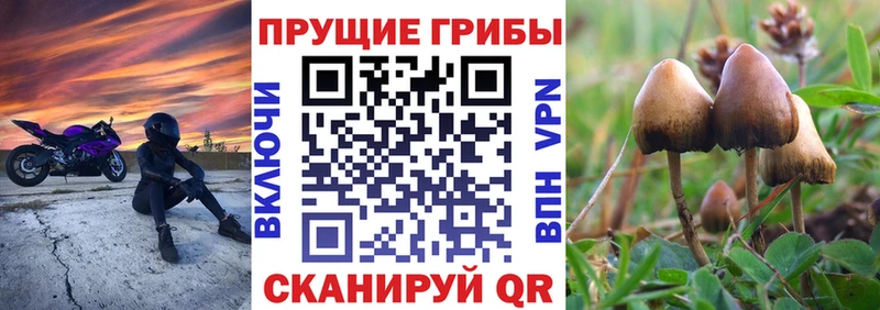 Галлюциногенные грибы Cubensis  магазин продажи наркотиков  Белёв 